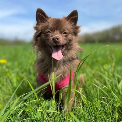 Hundetreffen-HundeGruppe (Limbach-Oberfrohna & Nähe)-Bild