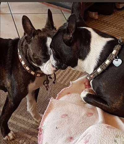 Boston Terrier Liebhaber❤️-Beitrag-Bild