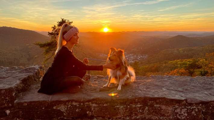 Collies gesucht-Beitrag-Bild