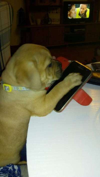 Welpen Bilder !-Beitrag-Bild