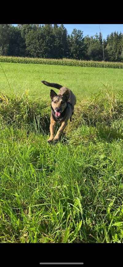 Die Dogorama Monats Challenge "Es grünt und blüht"-Beitrag-Bild