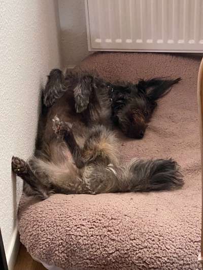 Zeigt mir die lustigsten Schlafpositionen eurer Fellnasen-Beitrag-Bild