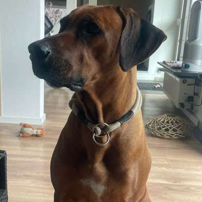 Hundetreffen-Ridgeback Spielrunde-Bild
