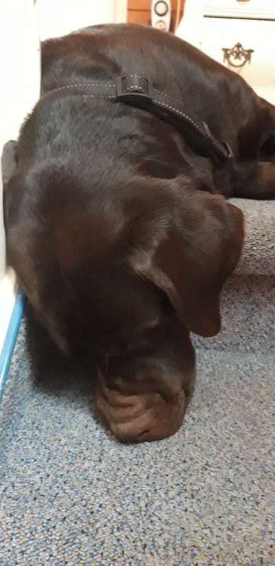 Labradorfans-Beitrag-Bild