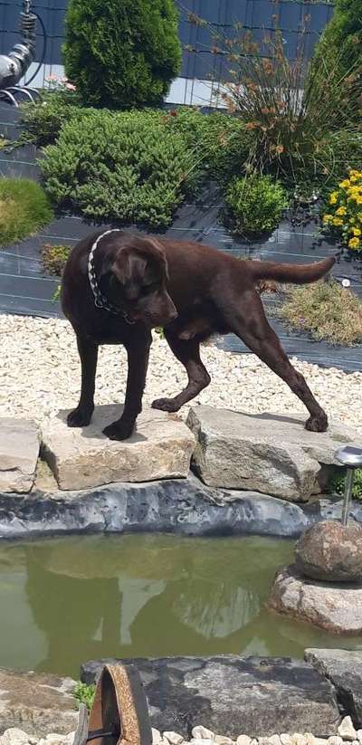 Labradorfans-Beitrag-Bild