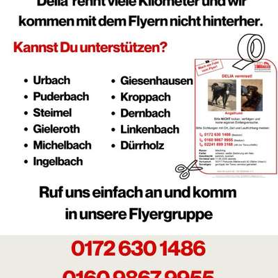 Suchmeldung-Delia-Bild