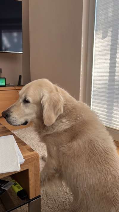 Wo sind die Golden Retriever Liebhaber?-Beitrag-Bild