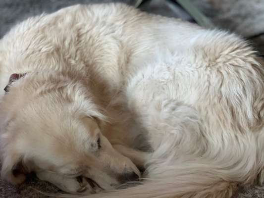 Wo sind die Golden Retriever Liebhaber?-Beitrag-Bild