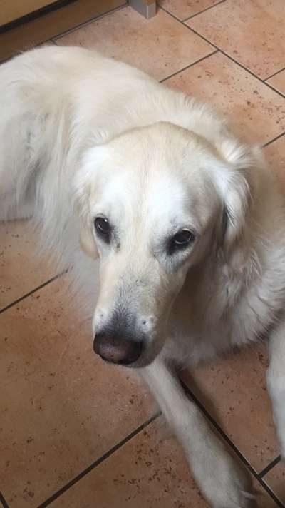 Wo sind die Golden Retriever Liebhaber?-Beitrag-Bild