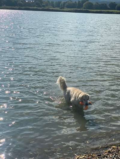 Wo sind die Golden Retriever Liebhaber?-Beitrag-Bild