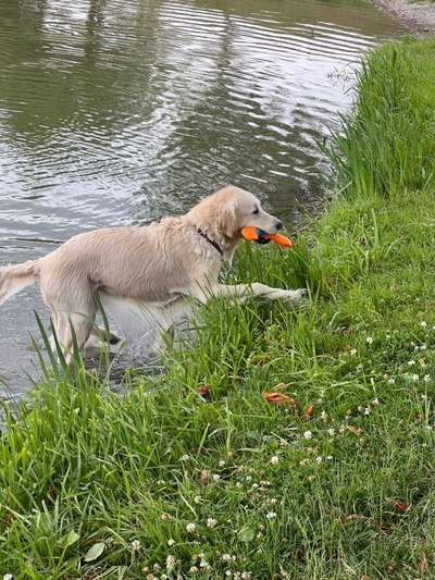 Wo sind die Golden Retriever Liebhaber?-Beitrag-Bild