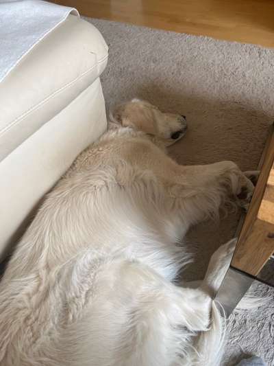 Wo sind die Golden Retriever Liebhaber?-Beitrag-Bild