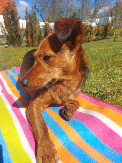 Auslandstierschutz-Beitrag-Bild