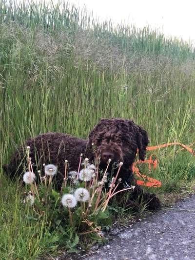 Die Dogorama Monats Challenge "Es grünt und blüht"-Beitrag-Bild