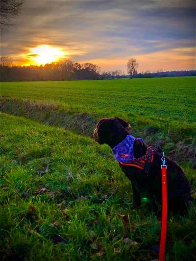 Postet eure schönsten Bilder von Spaziergängen in 2020!-Beitrag-Bild