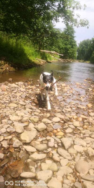 Hundetreffen-Rur wandern-Bild