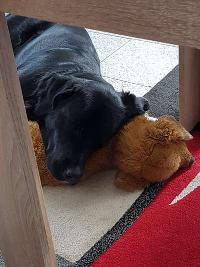 Lieblingsbild von euren Hunden?-Beitrag-Bild