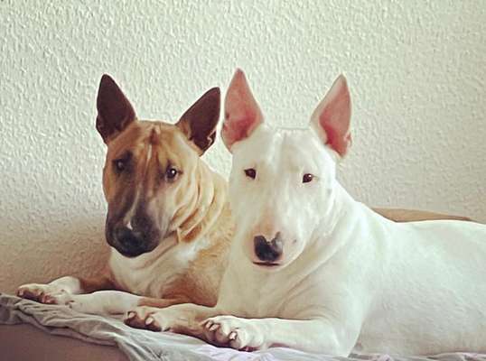 Reinrassige Hunde?-Beitrag-Bild