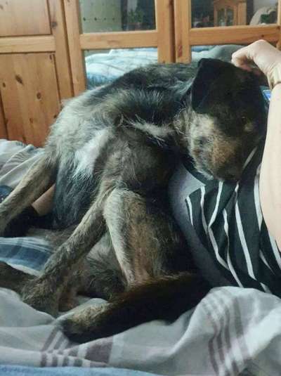 Dogorama Photo Challenge - Frühjahrsmüdigkeit-Beitrag-Bild