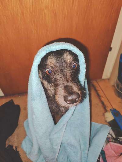 Fotowettbewerb ,,mein gruseliger Hund"-Beitrag-Bild