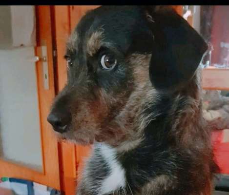 Dogorama Photo Challenge - Portrait-Beitrag-Bild