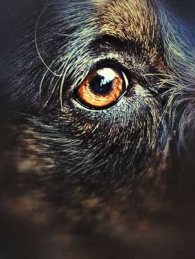 Die Augen Deines Hundes-Beitrag-Bild