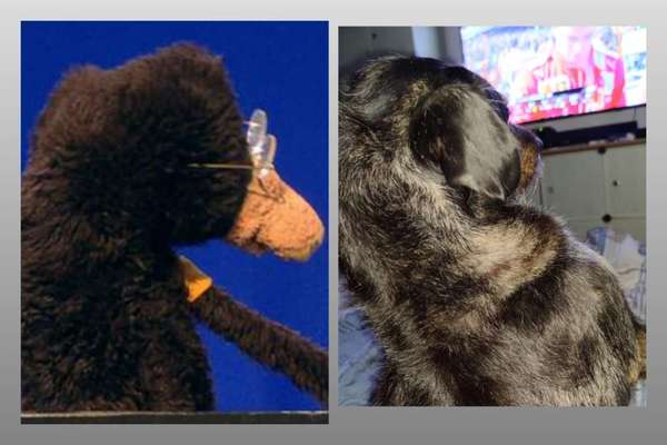 Fotochallenge NR. 123     -Karneval der Tiere--Beitrag-Bild