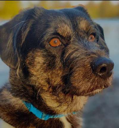 25. Farben Fotochallenge ,,Bernstein"-Beitrag-Bild