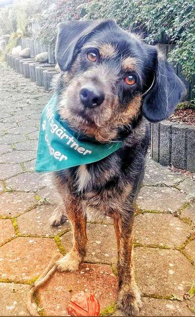 Mischlingshunde Foto Aufruf-Beitrag-Bild