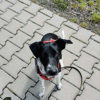 Hundetreffen-Training für meine Hündin-Bild