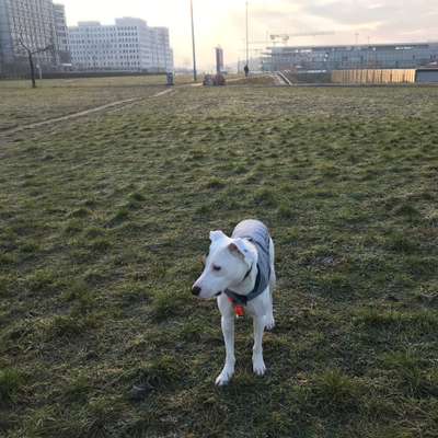 Hundetreffen-Doggie date for dogs that love to run-Bild