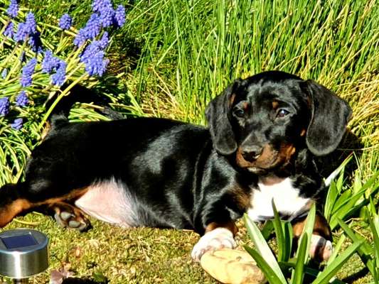 Die Dogorama Monats Challenge "Es grünt und blüht"-Beitrag-Bild