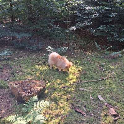 Hundetreffen-Kleine Gassifreunde - Kronburg und Umgebung-Bild