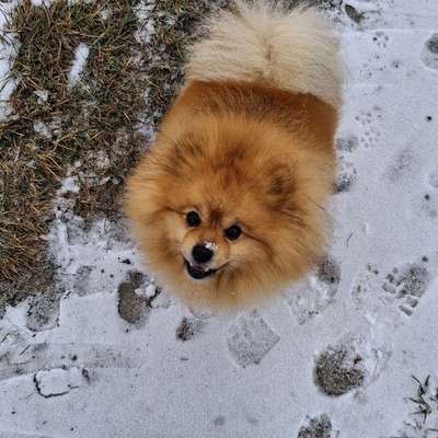 Hundetreffen-Gassifreunde - Kronburg und Umgebung-Bild