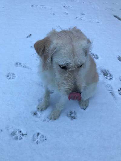 Dein Hund im Dogorama-Kalender 2021-Beitrag-Bild