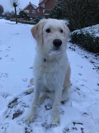 Dein Hund im Dogorama-Kalender 2021-Beitrag-Bild