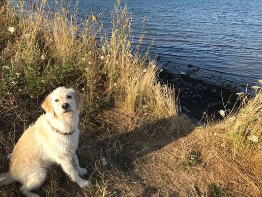 Dein Hund im Dogorama-Kalender 2021-Beitrag-Bild