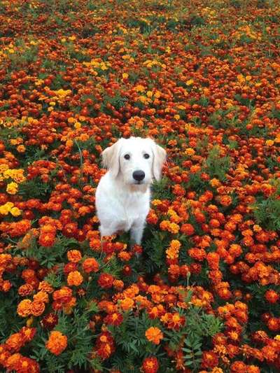 Dein Hund im Dogorama-Kalender 2021-Beitrag-Bild