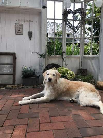 Dein Hund im Dogorama-Kalender 2021-Beitrag-Bild