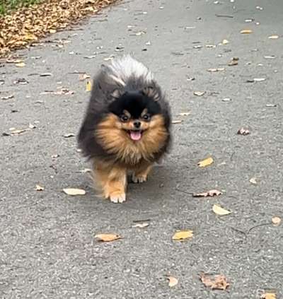 Hundetreffen-Pomeranian Dame sucht Spielfreunde-Bild