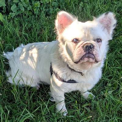 Hundetreffen-Hundefreunde gesucht von Archi für Gassigehen,Toben,Trainieren-Bild
