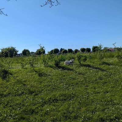 Hundetreffen-Whats App Gruppe Hundefreunde Emmendingen ,Freiburg und Umgebung-Bild
