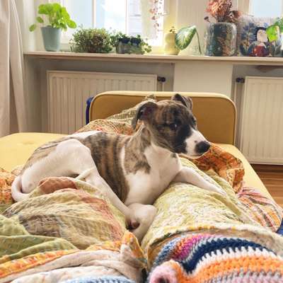 Hundetreffen-Play date for puppies close to Schäfersee (Reinickendorf)-Bild