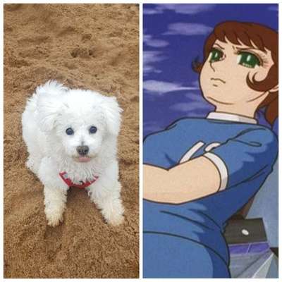 Wie heißt dein Hund?-Beitrag-Bild