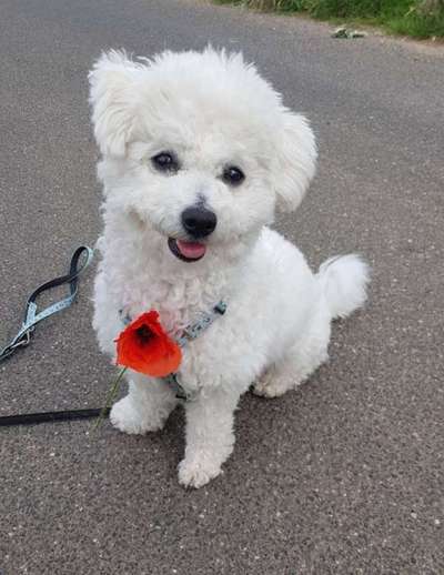 Bichon Friese-Beitrag-Bild