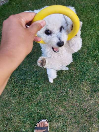 Dogorama Photo Challenge - Rund-Beitrag-Bild