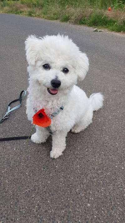 Kleine Hunde ganz Groß-Beitrag-Bild