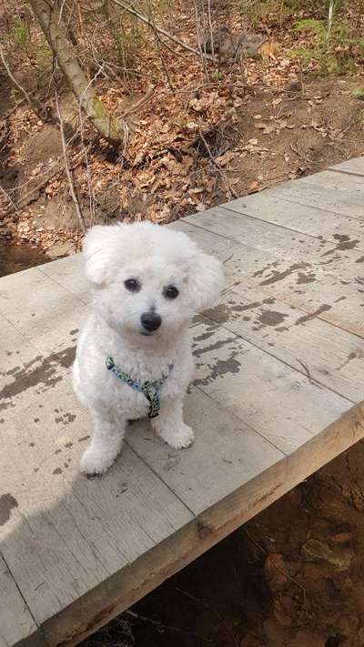 Dogorama Photo Challenge - Brücken-Beitrag-Bild