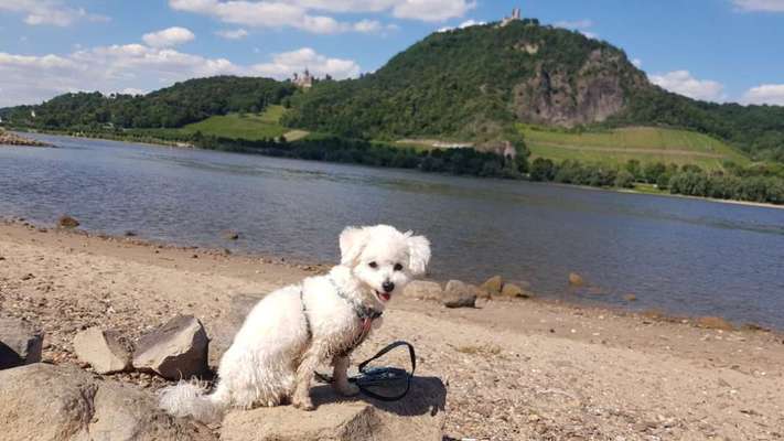 Dogorama Photo Challenge - schönster Gassiausblick-Beitrag-Bild