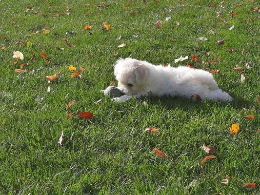 Welpenfotos-Beitrag-Bild